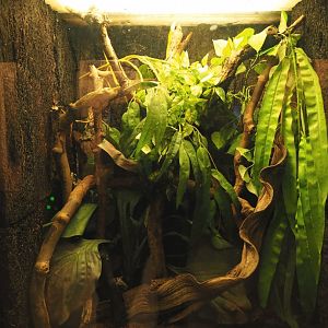 Amazon milk frog and anole terrarium, 2020-09-20