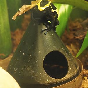 Dyeing dart frog (Dendrobates tinctorius), 2020-09-20