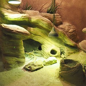 African deserts mixed terrarium, 2020-09-20