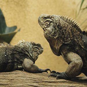 Cuban iguanas (Cyclura nubila nubila), 2020-09-20