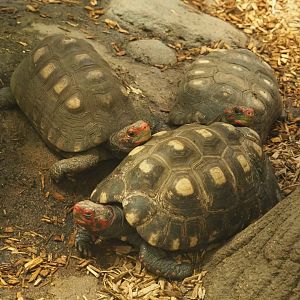 Red-footed tortoises (Chelonoidis carbonarius), 2020-09-20