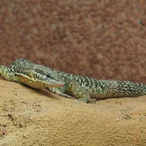 Spiny-tailed monitor (Varanus acanthurus), 2020-09-20