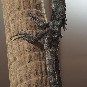 Frill-necked lizard (Chlamydosaurus kingii), 2020-09-20