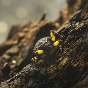 Two-spotted assassin bug (Platymeris biguttatus), 2020-09-20