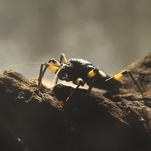 Two-spotted assassin bug (Platymeris biguttatus), 2020-09-20