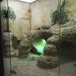 Rhinoceros iguana terrarium, 2020-09-20