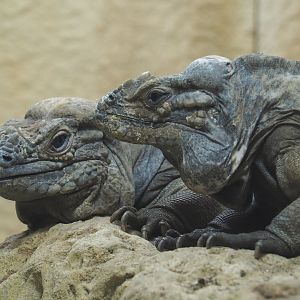 Hispaniolan rhinoceros iguanas (Cyclura cornuta cornuta), 2020-09-20