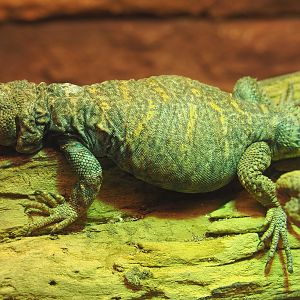 Ornate mastigure (Uromastyx ornata) 2020-09-20
