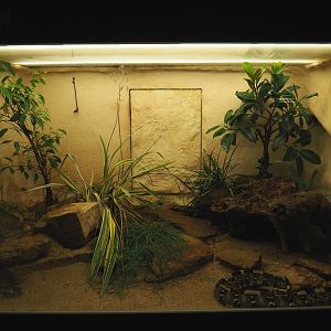 Rhinoceros viper terrarium, 2020-09-20