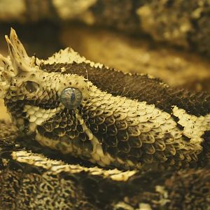 Rhinoceros viper (Bitis nasicornis), 2020-09-20