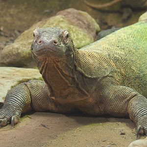Komodo dragon (Varanus komodoensis), 2020-09-20