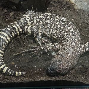 Rio Fuerte beaded lizard (Heloderma horridum exasperatum), 2020-09-20
