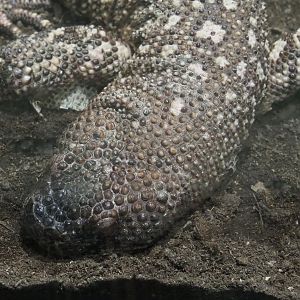 Rio Fuerte beaded lizard (Heloderma horridum exasperatum), 2020-09-20