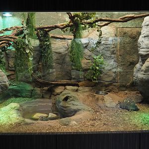 Radiated tortoise and Malagasy tree boa terrarium, 2020-09-20