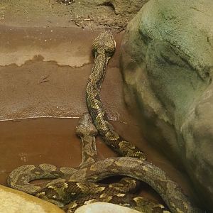 Malagasy tree boa (Sanzinia madagascariensis), 2020-09-20