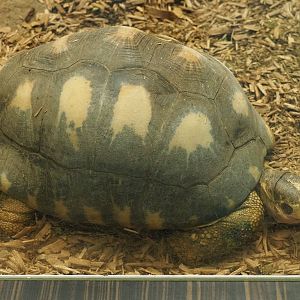 Radiated tortoise (Astrochelys radiata), 2020-09-20