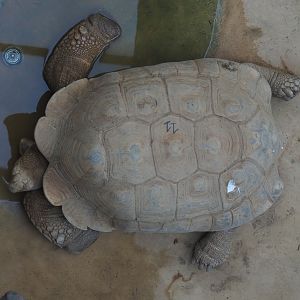 African spurred tortoise (Centrochelys sulcata), 2020-09-20
