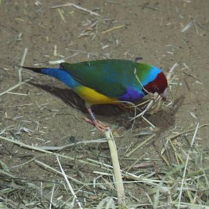Gouldian finch (Chloebia gouldiae), 2020-09-20