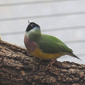 Gouldian finch (Chloebia gouldiae), 2020-09-20