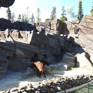 Mishmi takin exhibit, 2020-09-20