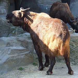 Mishmi takin (Budorcas taxicolor taxicolor), 2020-09-20