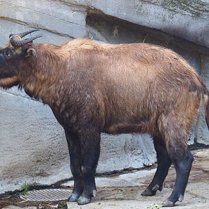 Mishmi takin (Budorcas taxicolor taxicolor), 2020-09-20