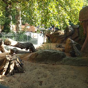 Meerkat exhibit, 2020-09-20