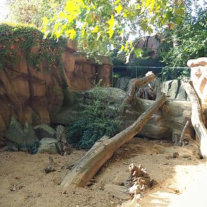 Meerkat exhibit, 2020-09-20