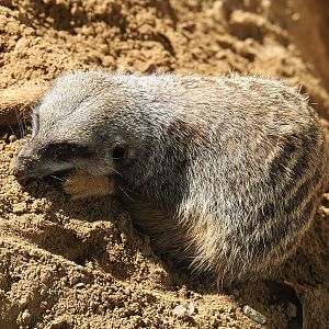 Meerkat (Suricata suricatta), 2020-09-20