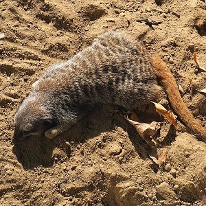 Meerkat (Suricata suricatta), 2020-09-20