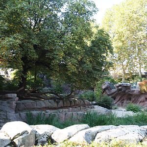 African lion exhibit, 2020-09-20