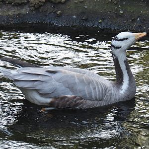 Bar-headed goose (Anser indicus), 2020-09-20