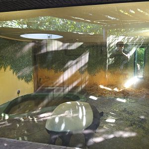 Indoor housing Malayan tapir, 2020-09-20