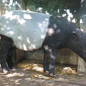 Malayan tapir (Tapirus indicus), 2020-09-20