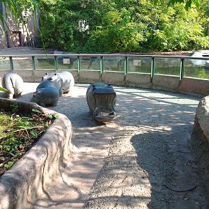 Hippopotamus viewing area, 2020-09-20