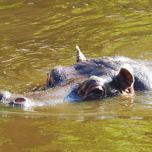 Hippopotamus amphibius, 2020-09-20