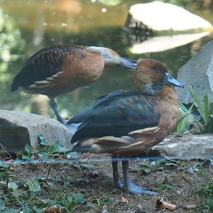 Fulvous whistling ducks (Dendrocygna bicolor), 2020-09-20