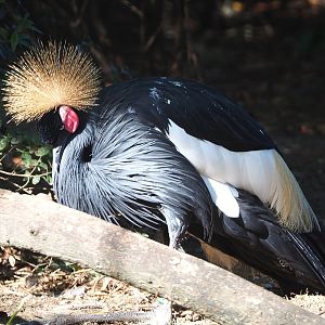 Western black-crowned crane (Balearica pavonina pavonina), 2020-09-20