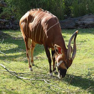 Mountain bongo (Tragelaphus eurycerus isaaci), 2020-09-20