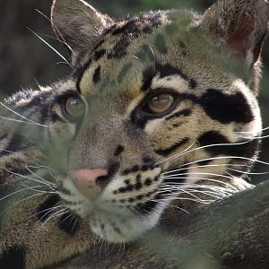 Clouded Leopard - Zooparc de Beauval - 04/2014