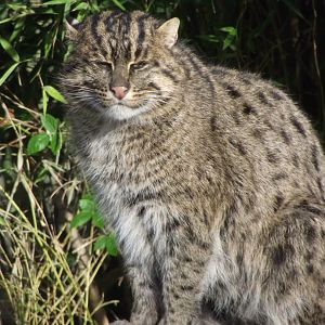 Fishing Cat - Zooparc de Beauval - 02/2017