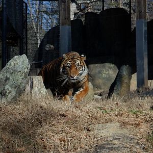 Sumatran Tiger at the Greensboro Science Center
