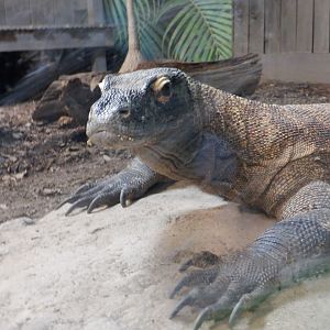 Komodo Dragon at the Greensboro Science Center