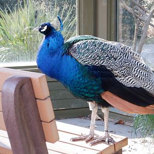 Peacock at the Greensboro Science Center