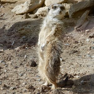 Meerkat a the Greensboro Science Center