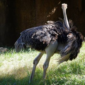 Ostrich at North Carolina Zoo