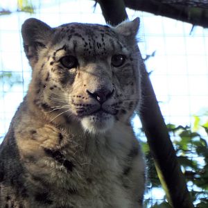 Snow Leopard - Lakeland Wildlife Oasis