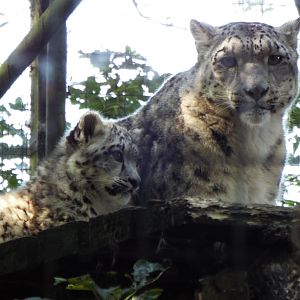 Snow Leopard Mother and Cub - Lakeland Wildlife Oasis