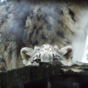 Snow Leopard Cub - Lakeland Wildlife Oasis