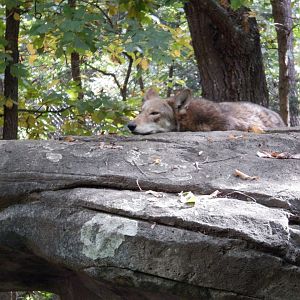 Red Wolf at North Carolina Zoo